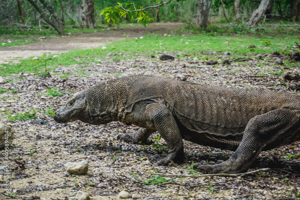 Komodo dragon in Komodo National Park on Rinca Island in Indonesia Komodo dragon in Komodo National Park on Rinca Island in Indonesia