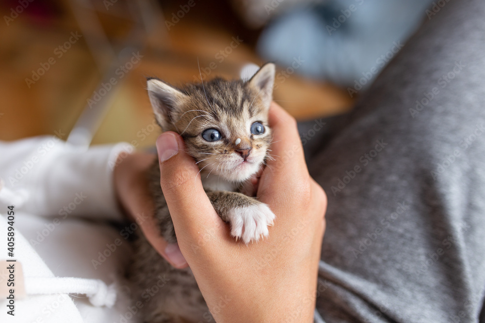 Bottle feeding a small kitten. Bottle feeding kittens with milk. Kittens in people's arms. Bottle feeding a small kitten. Bottle feeding kittens with milk. Kittens in people's arms.