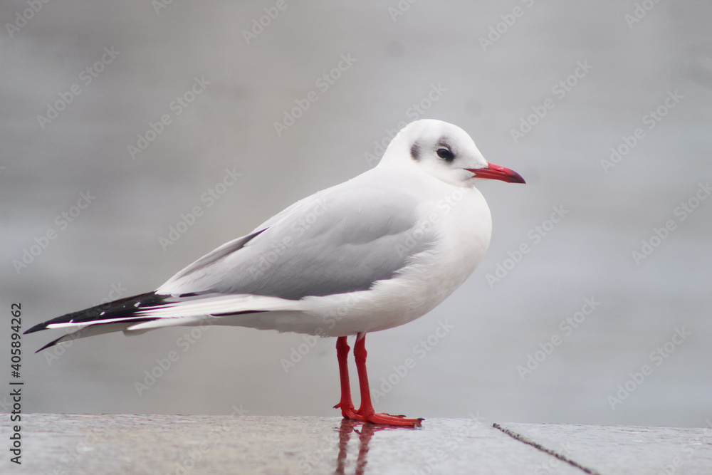 seagulls by the sea. Black Sea. seagulls by the sea. Black Sea.