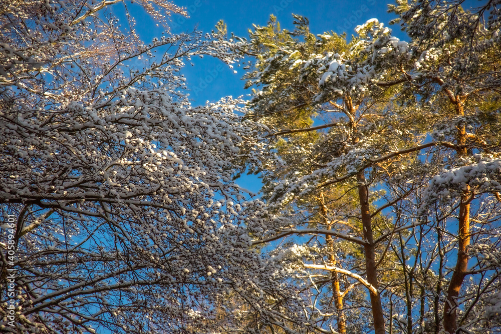 älzer Wald - Winter Wanderung - Weltachs bis Mölschbach
älzer Wald - Winter Wanderung - Weltachs bis Mölschbach