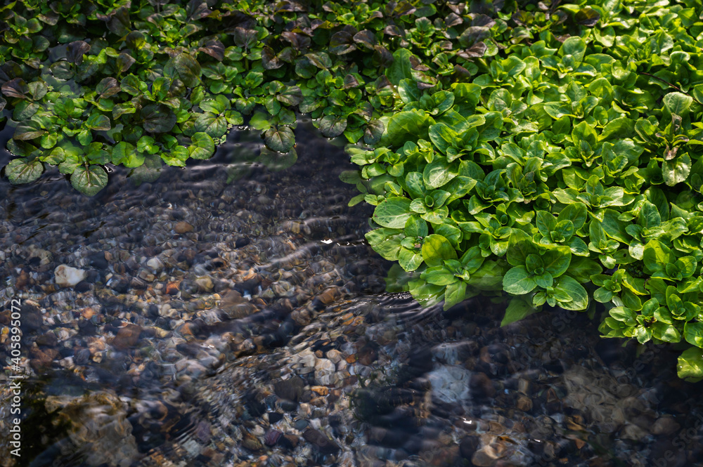 Obraz premium オオガワヂシャとクレソン