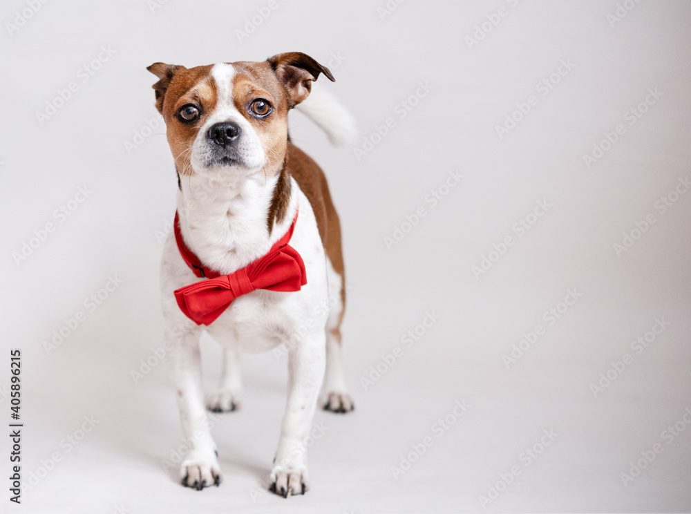  Cute chihuahua dog in red bow tie on grey background. valentine.