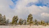 pine tree forest in a snow, winter outdoor travel background