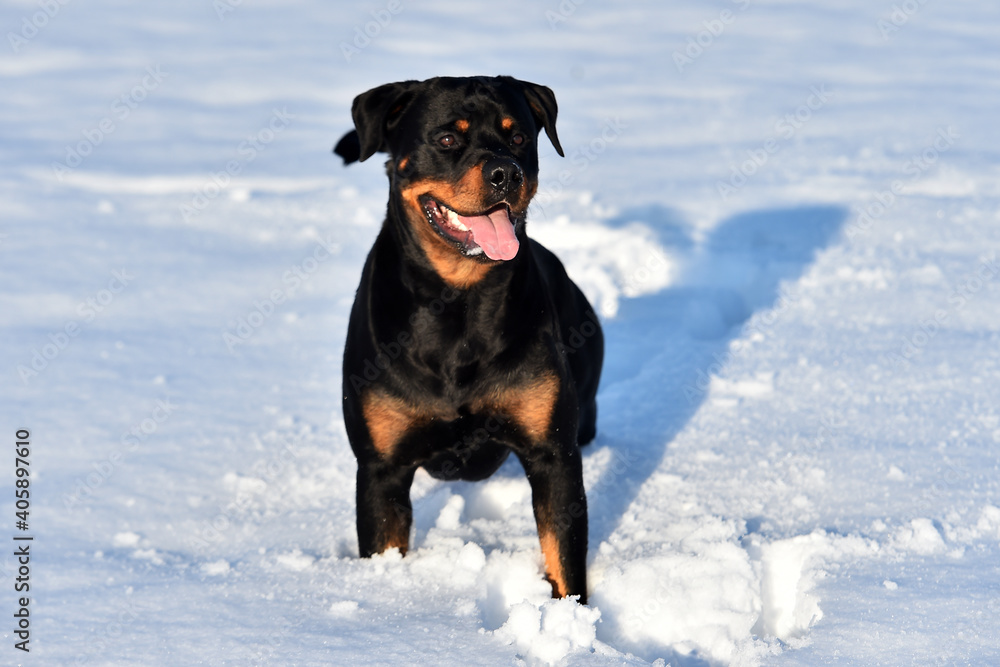 a strong rottweiler in the snow a strong rottweiler in the snow