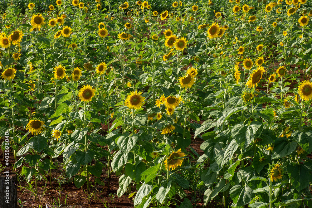 Sunflowers field in the state of Mato Grosso do Sul, Brazil