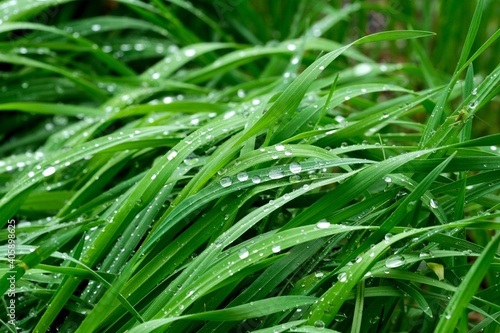 Green spring grass covered with raindrops. Spring background. Green background.