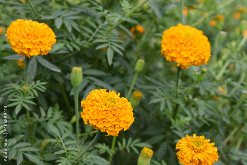 Marigold flower farm with beautiful bloom in Pune Marigold flower farm with beautiful bloom in Pune