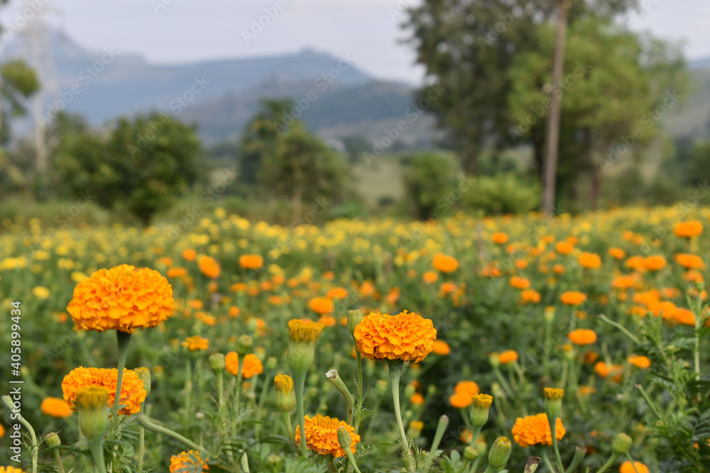 Marigold flower farm with beautiful bloom in Pune