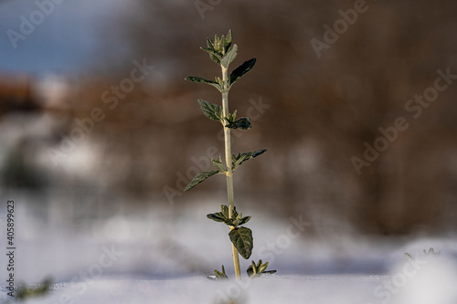 small plant that sticks out above the snow after a heavy snowfall
