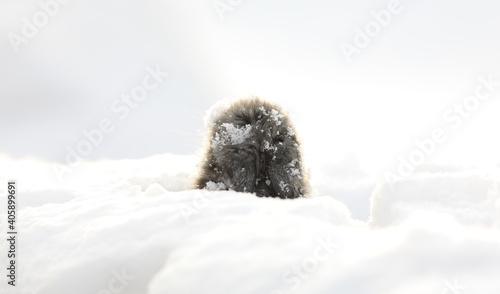 Fotografi Groundhog Day, groundhog puppy in the snow, little woodchuck