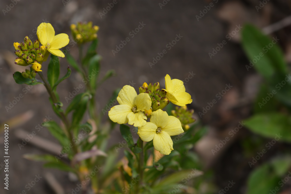 Fototapeta premium Yellow Wallflower