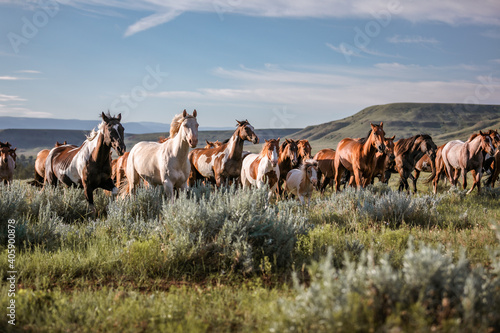 galloping horse herd in Montana