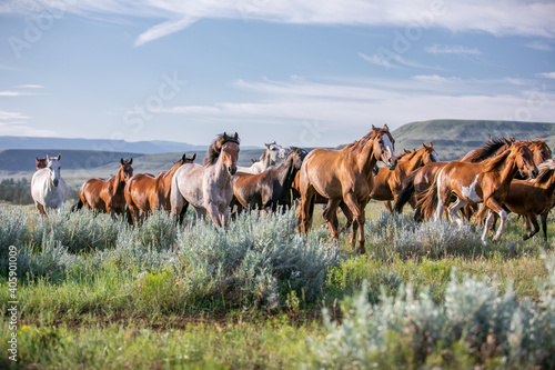 trotting horse herd in Montana