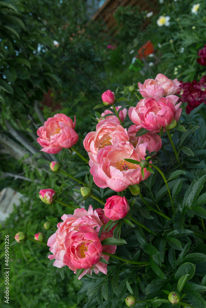 Herbaceous peony Coral charm in flowers garden Herbaceous peony Coral charm in flowers garden