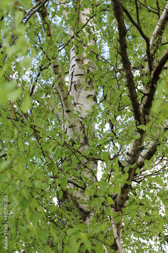 Birch in spring, Birke im Frühling