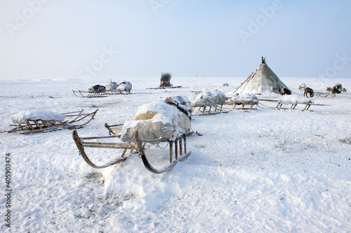 Ethnography. National dwellings of the peoples of the North. Pets deer and dogs. Arctic tundra photo