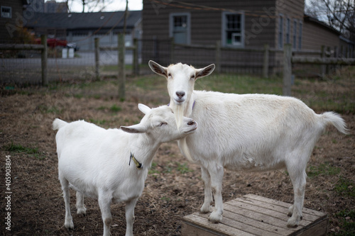 two goats on a farm
