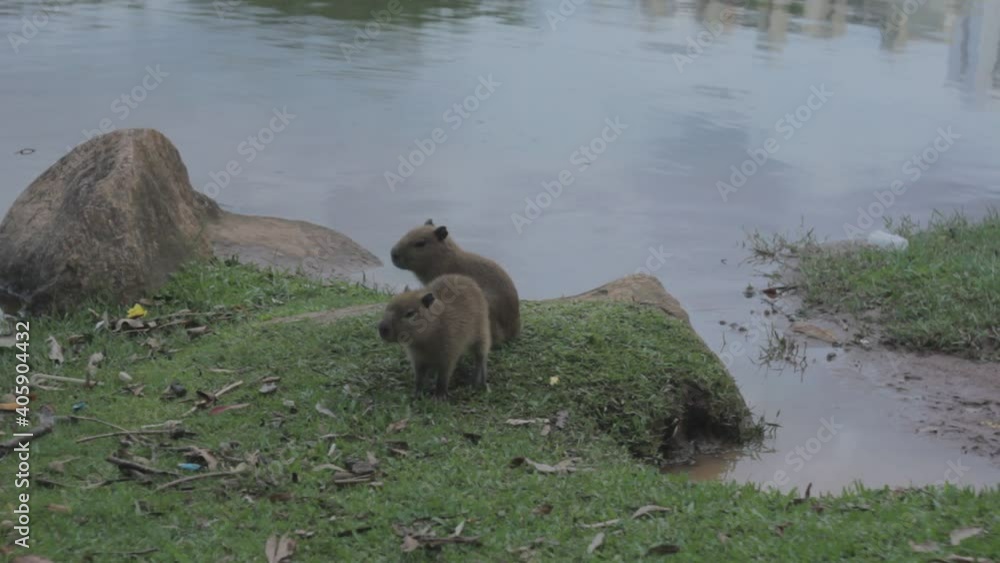 A family of Capybaras standing and moving around while some eat A family of Capybaras standing and moving around while some eat