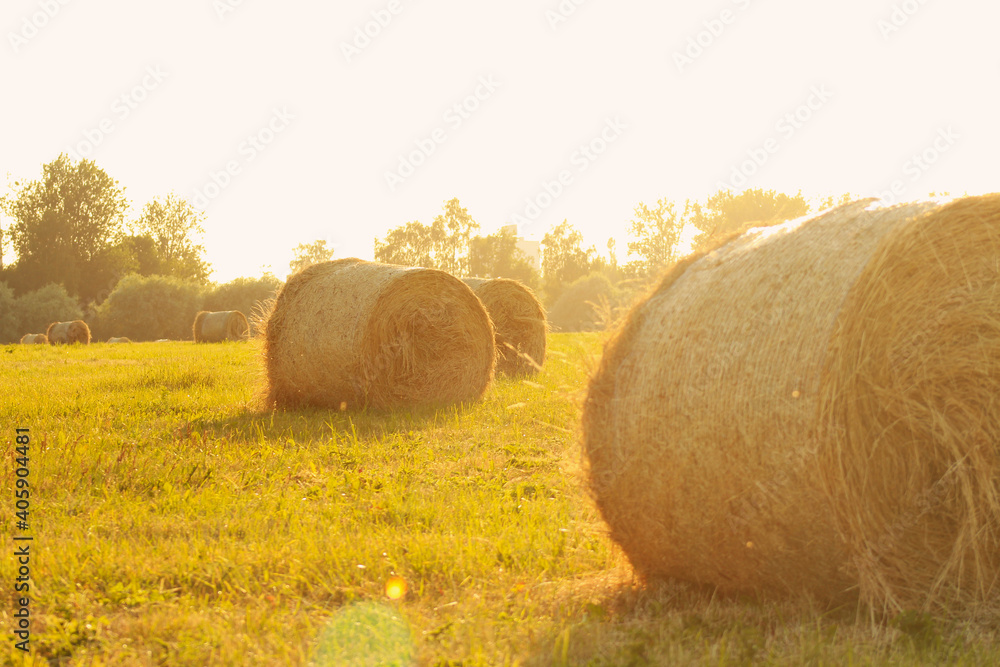 harvested straw field with dry round hay