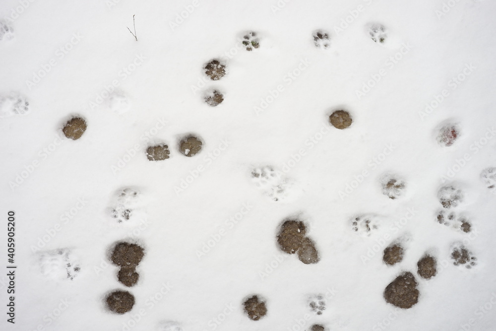 White snow with cat paw prints White snow with cat paw prints