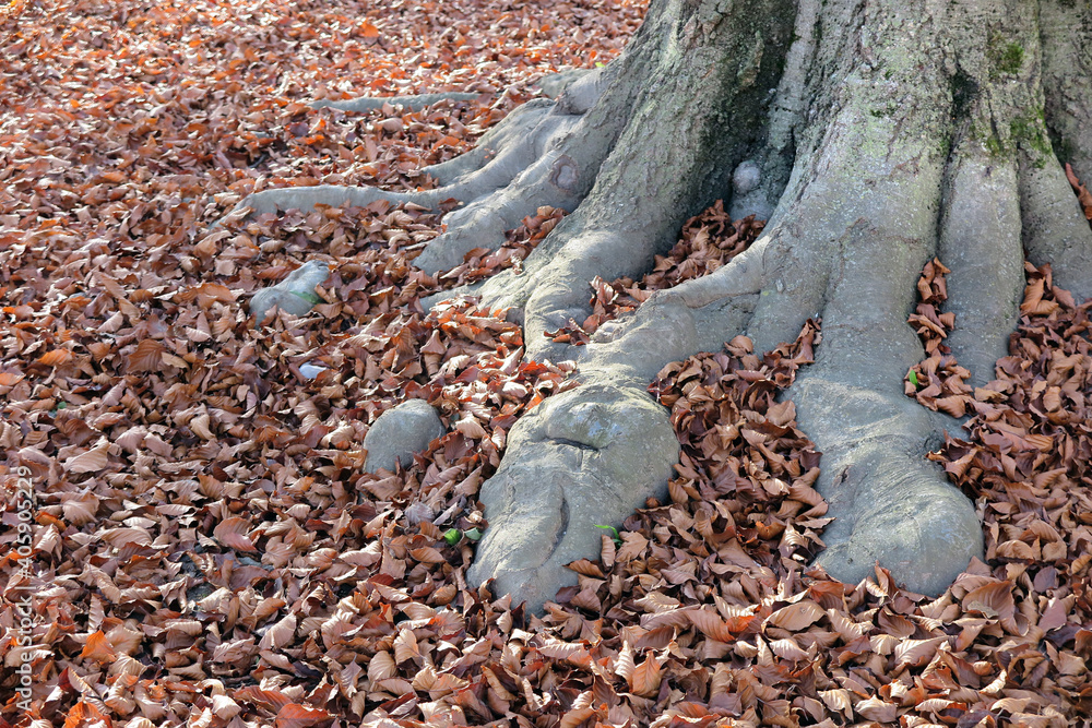 Am Fuß der alten Buche - at the foot of the old beech tree Am Fuß der alten Buche - at the foot of the old beech tree