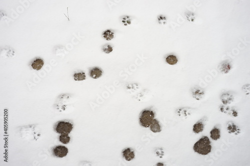 White snow with cat paw prints