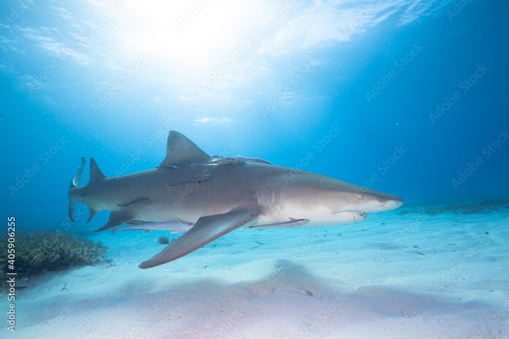 Obraz premium Lemon Shark swimming in clear waters of Bahamas