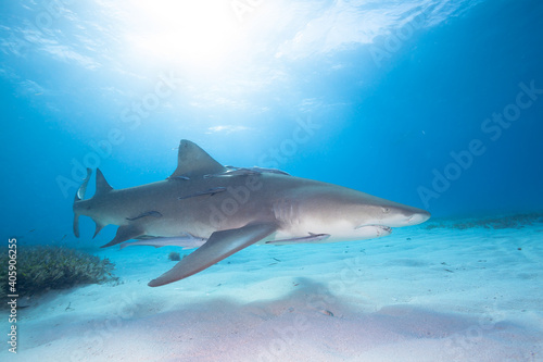 Lemon Shark swimming in clear waters of Bahamas