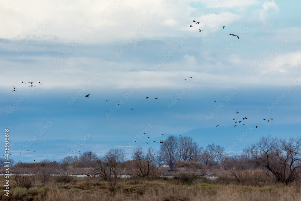 various birds that fly to the wetland in Kalochori, Greece