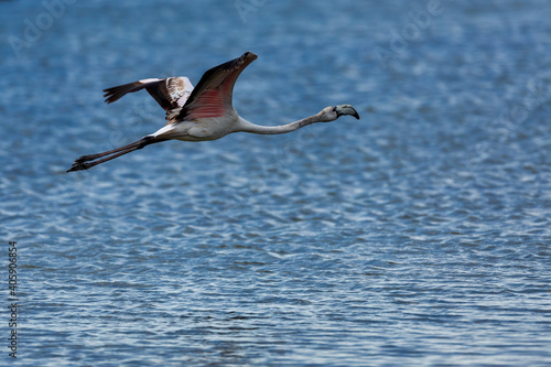 Flying flamingo over the water of lagoon Kalochori photo