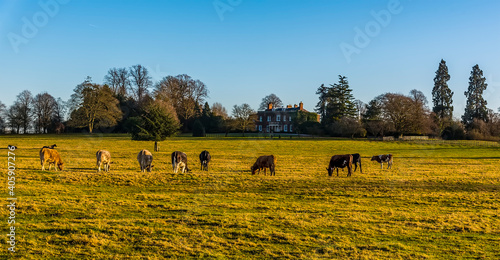 Cows grazing in the winter sun near Lubenham, UK on a bright winters day