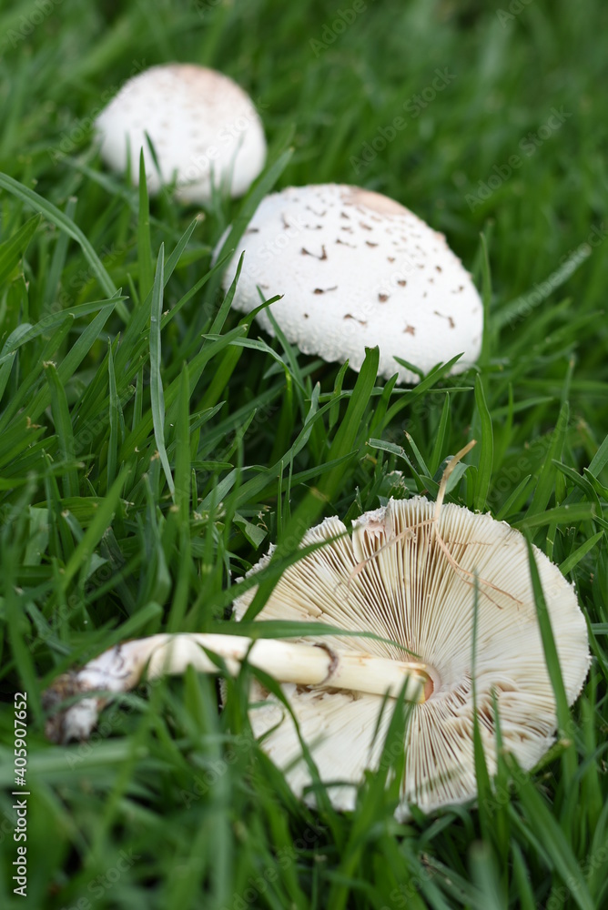 Group of mushrooms on green long grass Group of mushrooms on green long grass