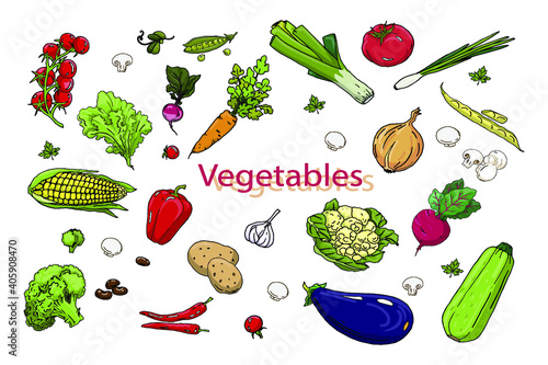 Big set of colored icons of vegetables lineart, outline sketch drawn by hand. Vector image