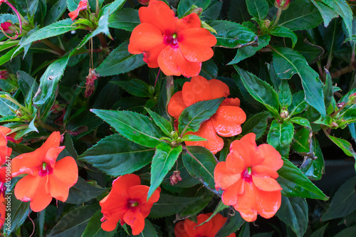 Closeup of red garden balsam flowers photo