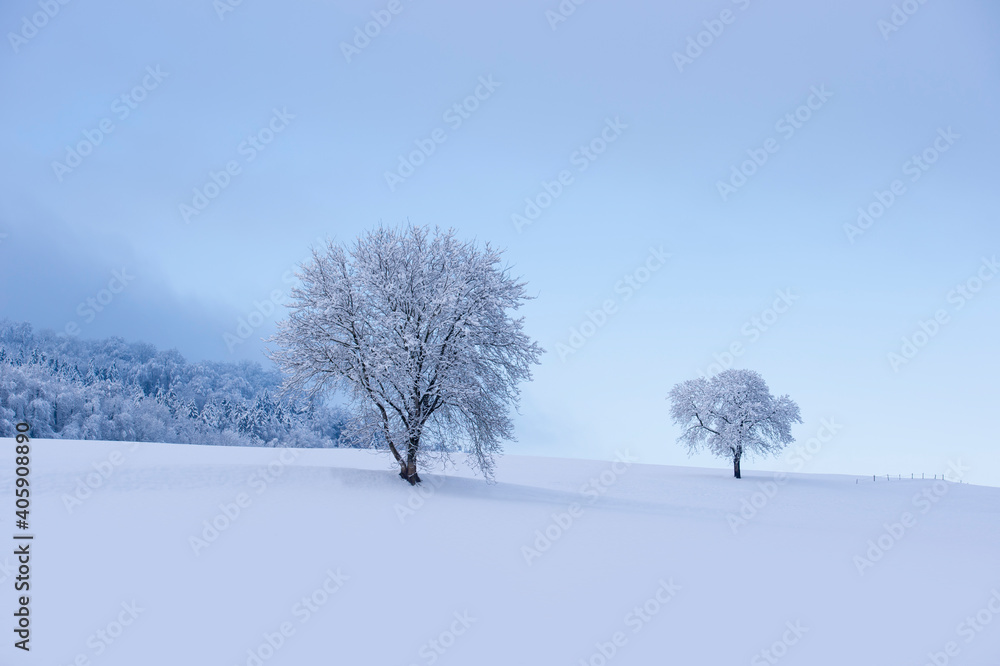 Wunderschöne Bäume in einer winterlich verschneiten Landschaft