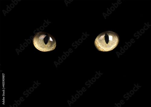 Yellow eyes of a cat isolated on black background
