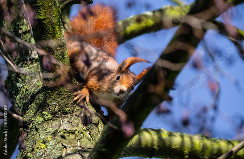 brown squirrel on a tree