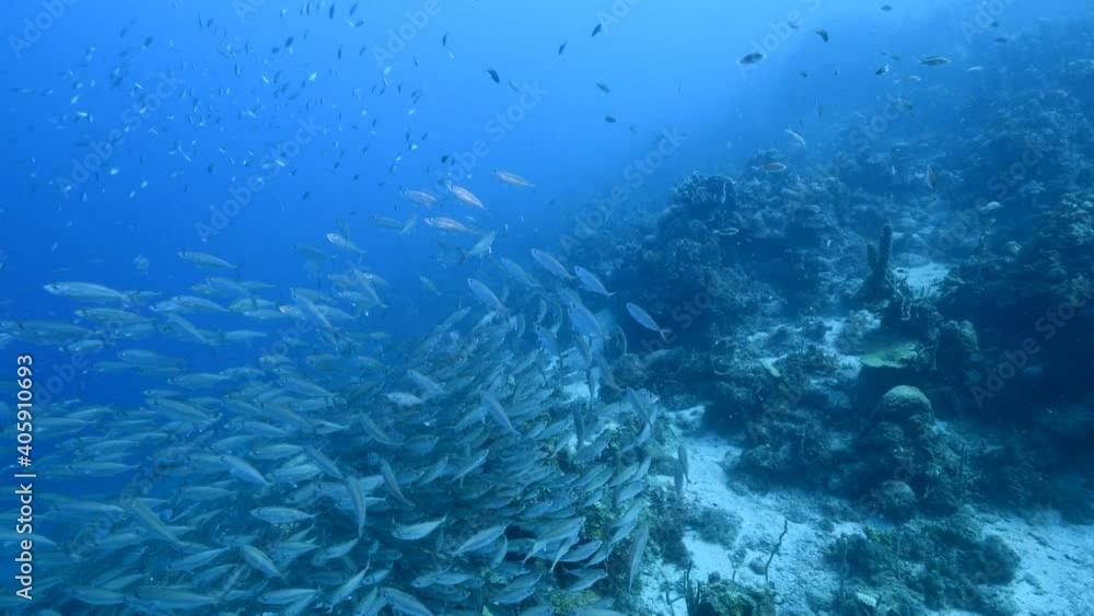 Bait ball, school of fish in turquoise water of coral reef in Caribbean Sea, Curacao with coral and sponge Bait ball, school of fish in turquoise water of coral reef in Caribbean Sea, Curacao with coral and sponge