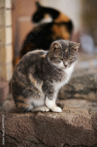 Cute grey kitty sitting on the stone floor outdoor. Cat portrait photo