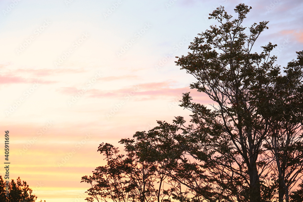 Obraz premium Pink sunset in the field