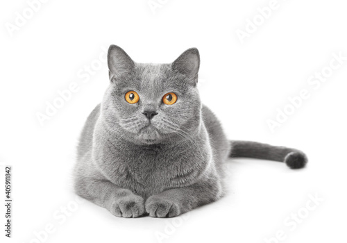 Satisfied british cat lies and smiles on a white background photo