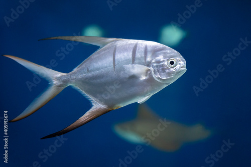 Fish in the aquarium. Blurred background © IvSky