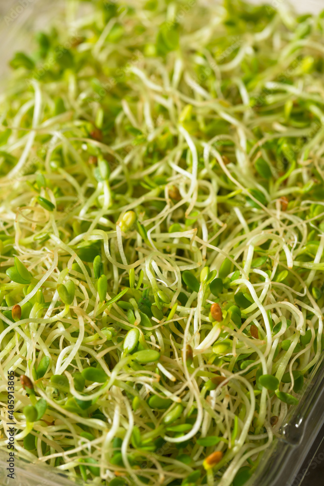 Organic Green Raw Alfalfa Sprouts Organic Green Raw Alfalfa Sprouts