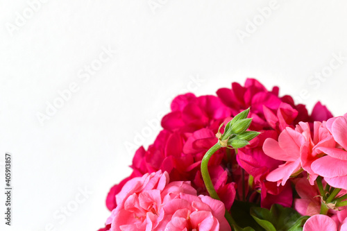 Geranium flowers in a glass vase on a white background, romantic view, detailed composition
