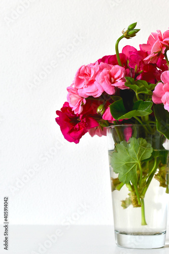 Geranium flowers in a glass vase on a white background  romantic view  detailed composition