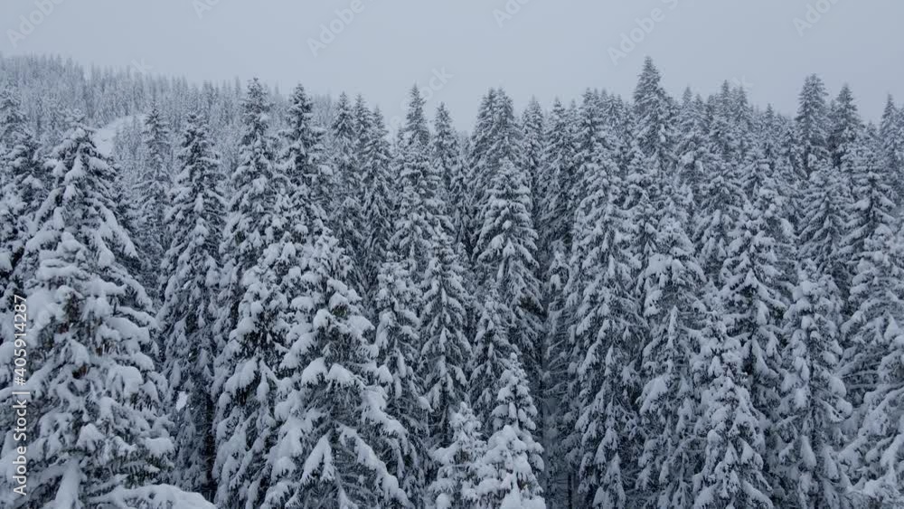 Aerial view from drone flying low between snow-covered tree tops after heavy snow dump near swedish ski resort. Aerial view from drone flying low between snow-covered tree tops after heavy snow dump near swedish ski resort.