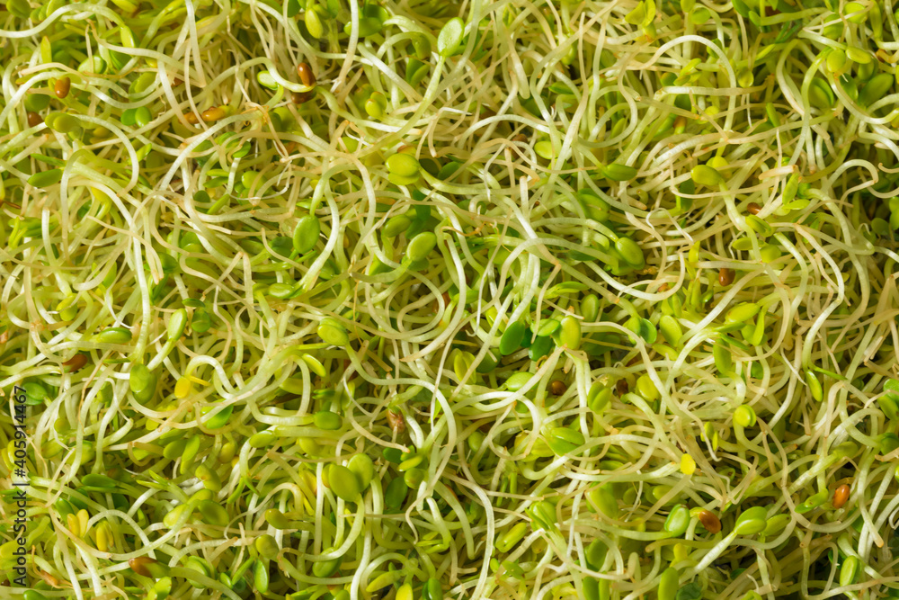 Organic Green Raw Alfalfa Sprouts Organic Green Raw Alfalfa Sprouts