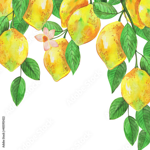 Watercolor illustration, lemon with branch, tropical fruit and flowers, background for different design