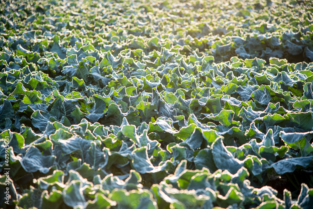 Fototapeta premium Large fields of broccoli cultivation in southern Spain