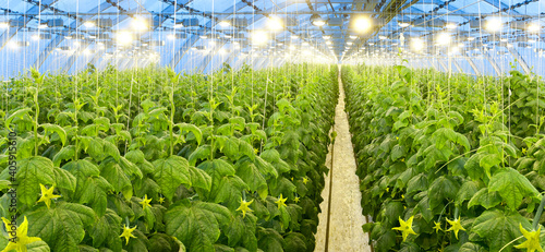 Growing cucumbers in a big greenhouse with hidroponic technology photo